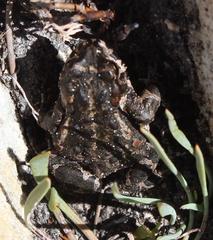 Capensibufo tradouwi