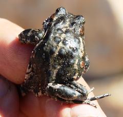 Capensibufo tradouwi