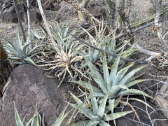 Agave cerulata