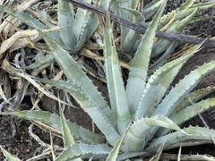 Agave cerulata
