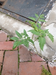 Solanum lycopersicum
