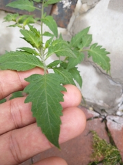 Solanum lycopersicum