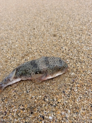 Tetractenos hamiltoni