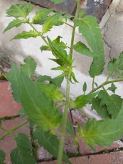 Solanum lycopersicum
