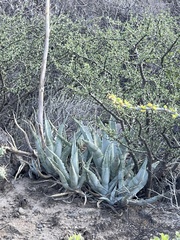 Agave cerulata