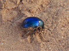 Leptinotarsa haldemani