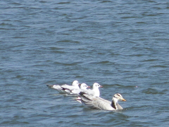 Chroicocephalus brunnicephalus