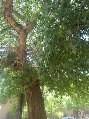 Populus deltoides wislizenii