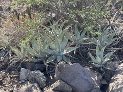 Agave cerulata