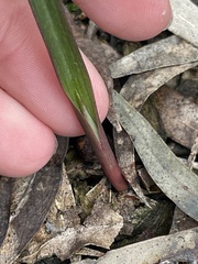 Calochilus robertsonii