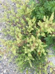 Lepidium ramosissimum