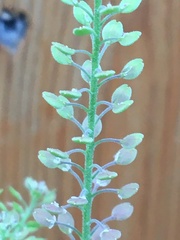 Lepidium ramosissimum