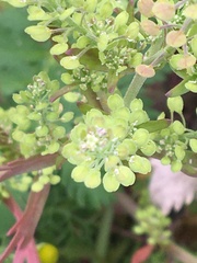 Lepidium ramosissimum