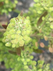 Lepidium ramosissimum