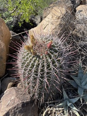 Ferocactus emoryi rectispinus