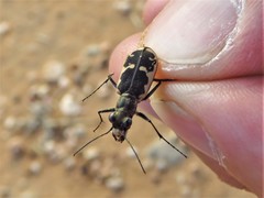 Cicindela schauppii
