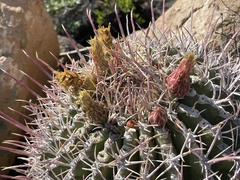 Ferocactus emoryi rectispinus