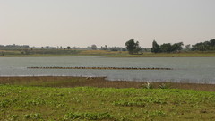 Phalacrocorax fuscicollis