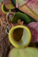 Leptomyrmex nigriceps