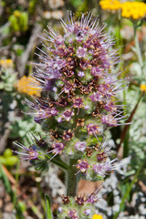 Echiostachys ecklonianus