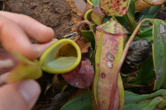 Leptomyrmex nigriceps