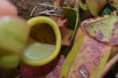 Leptomyrmex nigriceps