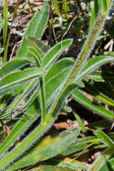 Echiostachys ecklonianus