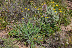 Echiostachys ecklonianus