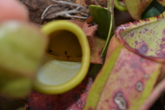 Leptomyrmex nigriceps