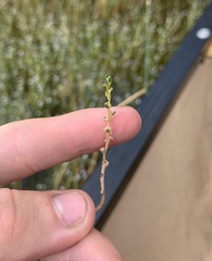 Triglochin palustris