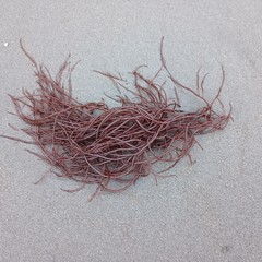 Gracilariaceae