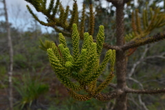 Eutacta
