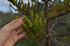 Eutacta