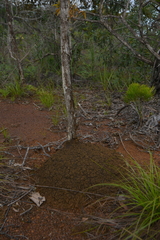 Microcerotermes novaecaledoniae