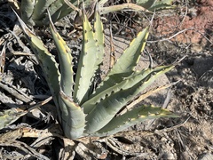Agave cerulata