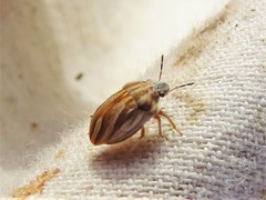 Homaemus parvulus