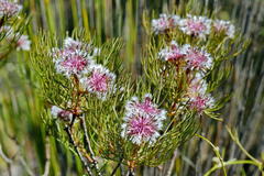 Serruria phylicoides