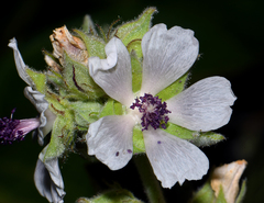 Althaea