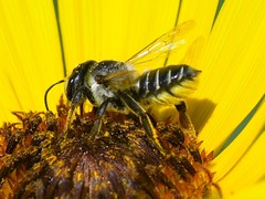 Megachile parallela