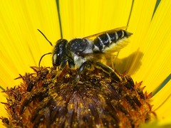 Megachile parallela