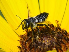 Megachile parallela