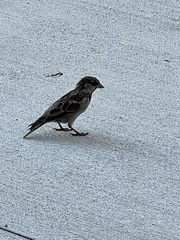 Passer domesticus