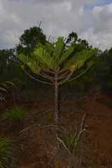 Eutacta