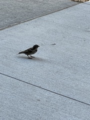 Passer domesticus