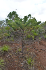 Eutacta
