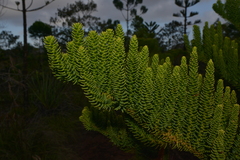Eutacta