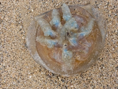 Catostylus