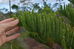 Eutacta