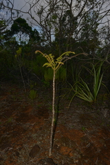 Araucaria columnaris