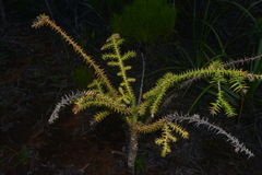 Araucaria columnaris